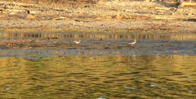 Miscin impssibol: identificazione piro da lontanissimo
